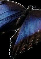 A photo of Abigail, a tutor from New College of Florida