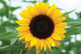 A photo of Laiken, a tutor from McNeese State University