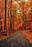 Online OAT tutor named ....