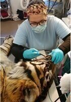 Online Animal Anatomy tutor named Marissa